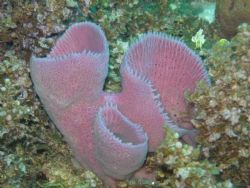 pink sponge by Serge Nadon 